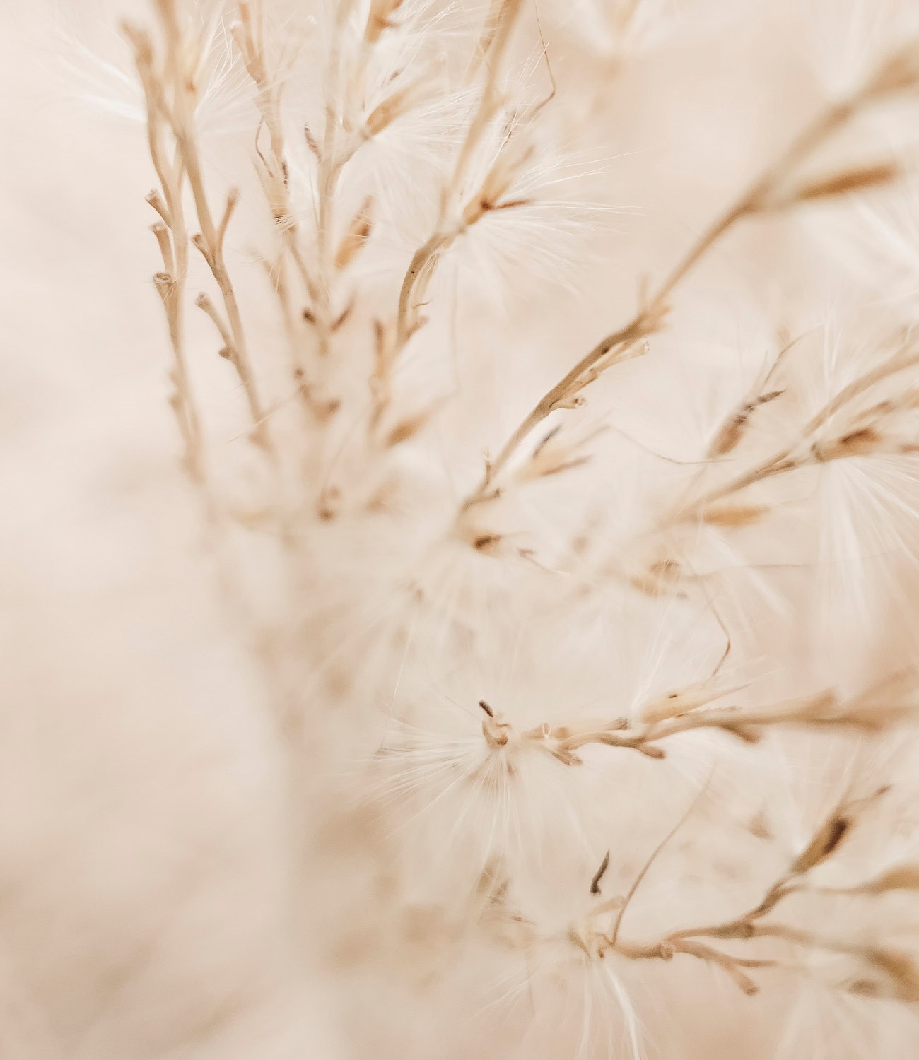 Naturbild mit sanftem Gras – Sinnbild für Veränderung durch Hypnosepsychotherapie.