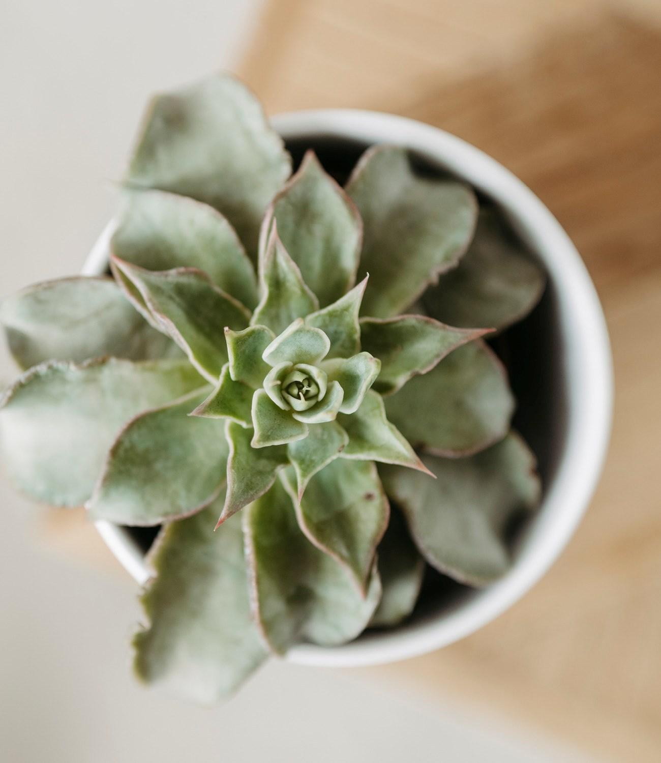 Pflanzenmotiv als Sinnbild für Wachstum, Resilienz und psychotherapeutische Begleitung.