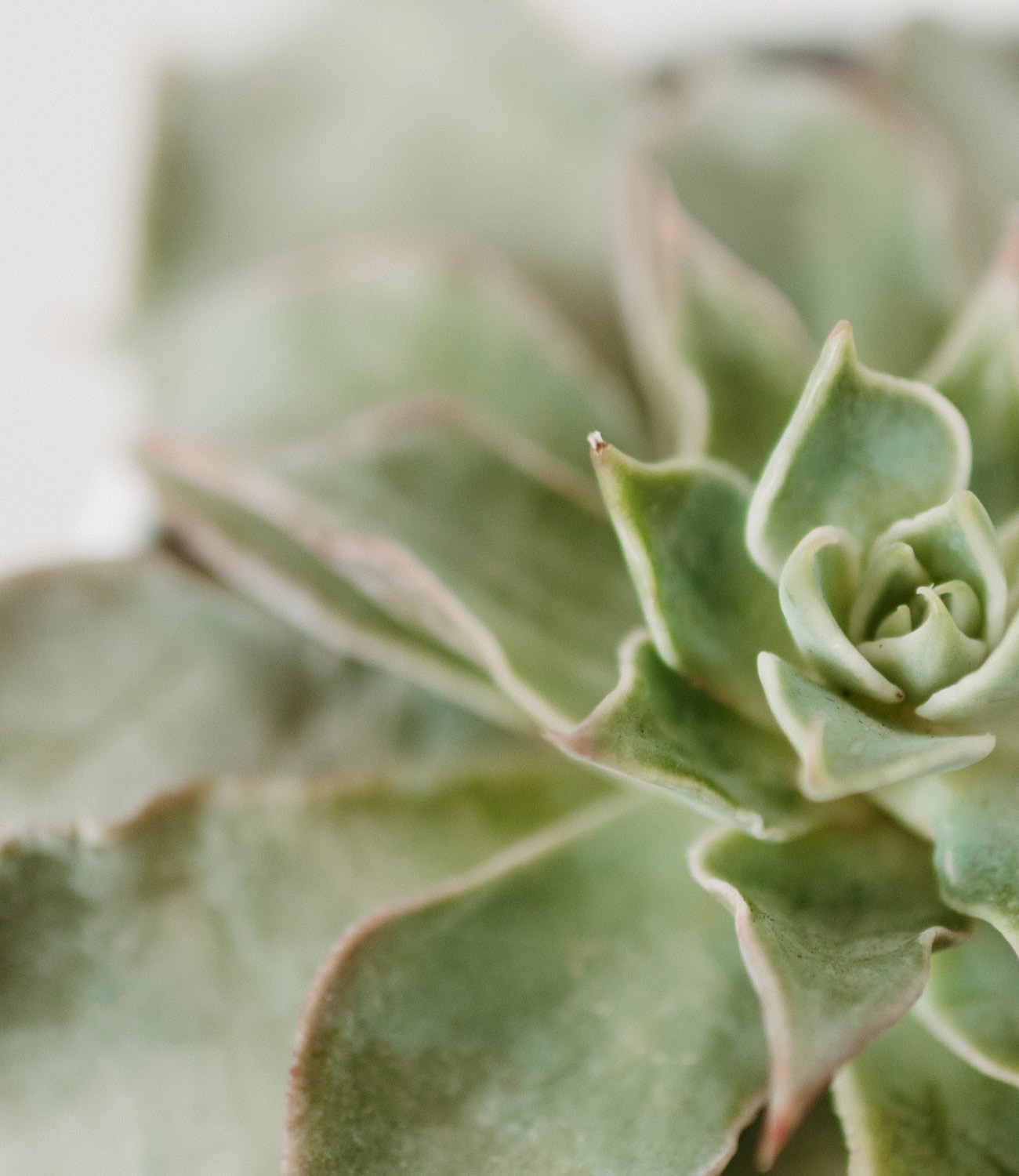 Pflanzenmotiv als Sinnbild für psychotherapeutische Begleitung durch Hypnose.